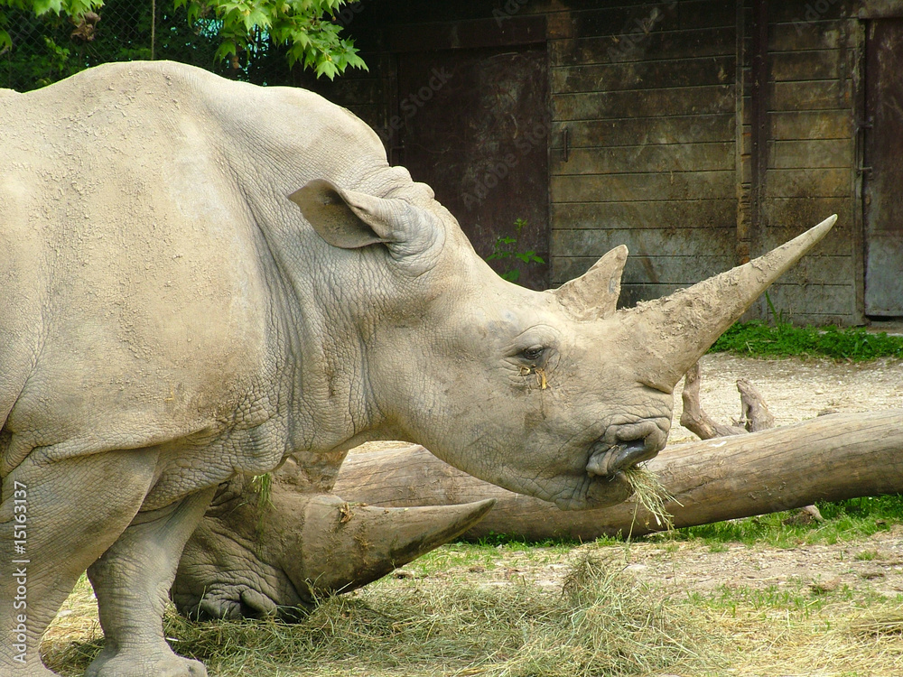 Obraz premium rinoceronte