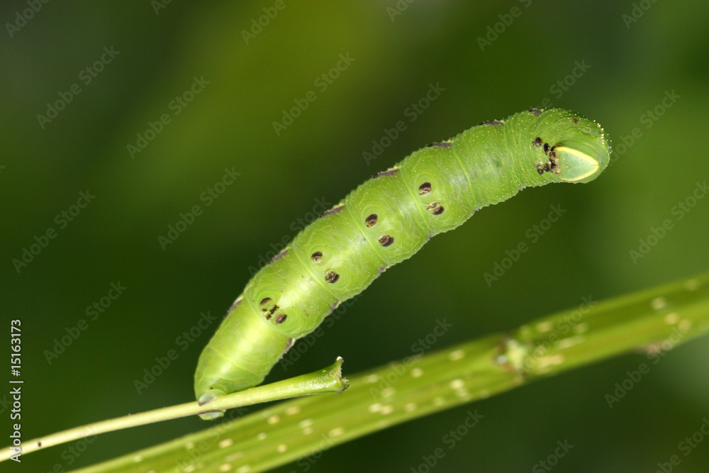 beans convolvuli