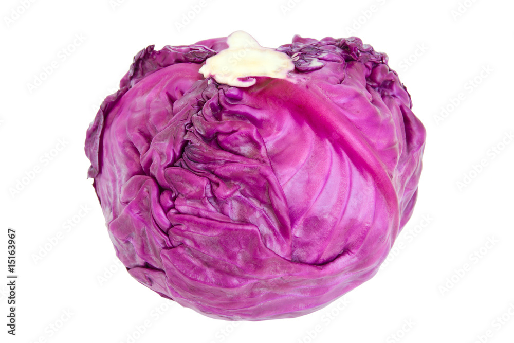 purple cabbage purple cabbage