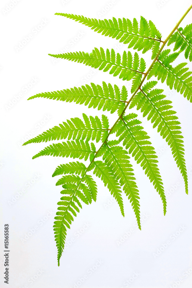 fern