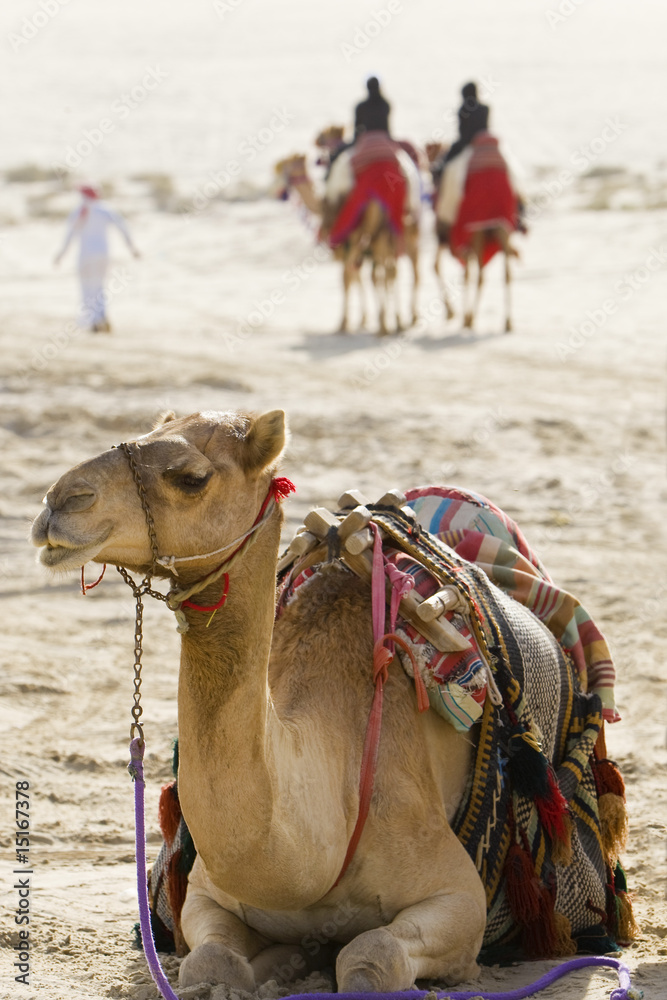 Fototapeta premium Camels In An Arabian Desert