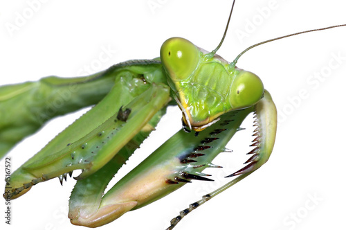 Portrait of the Praying Mantis close-up isolated on wite