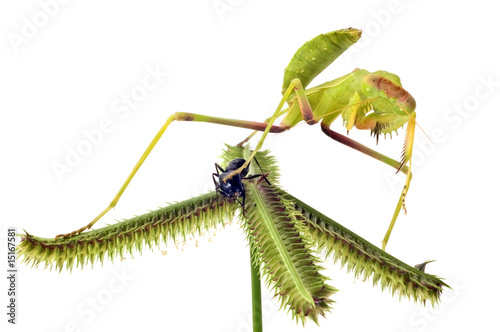 Mantis hunting isolated on white