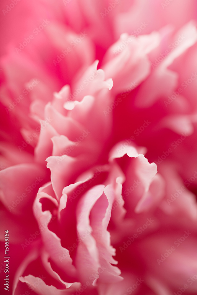 macro of carnation flower