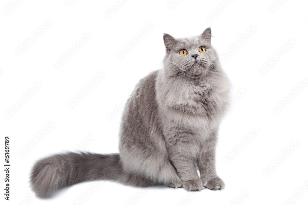 Fototapeta premium british cat looking up isolated
