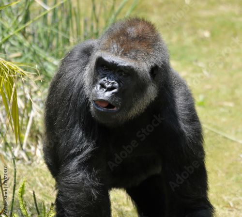 Gorilla Stalking © Clarence Alford