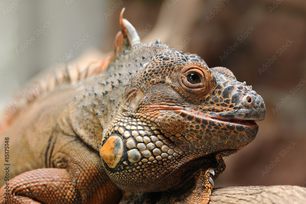 Obraz premium Leguan 5