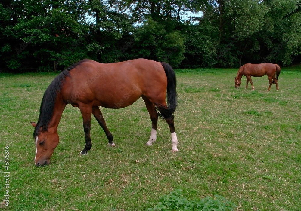 two horses out at feed