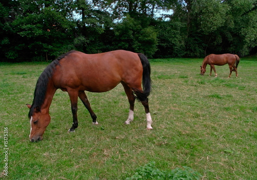 two horses out at feed © jas