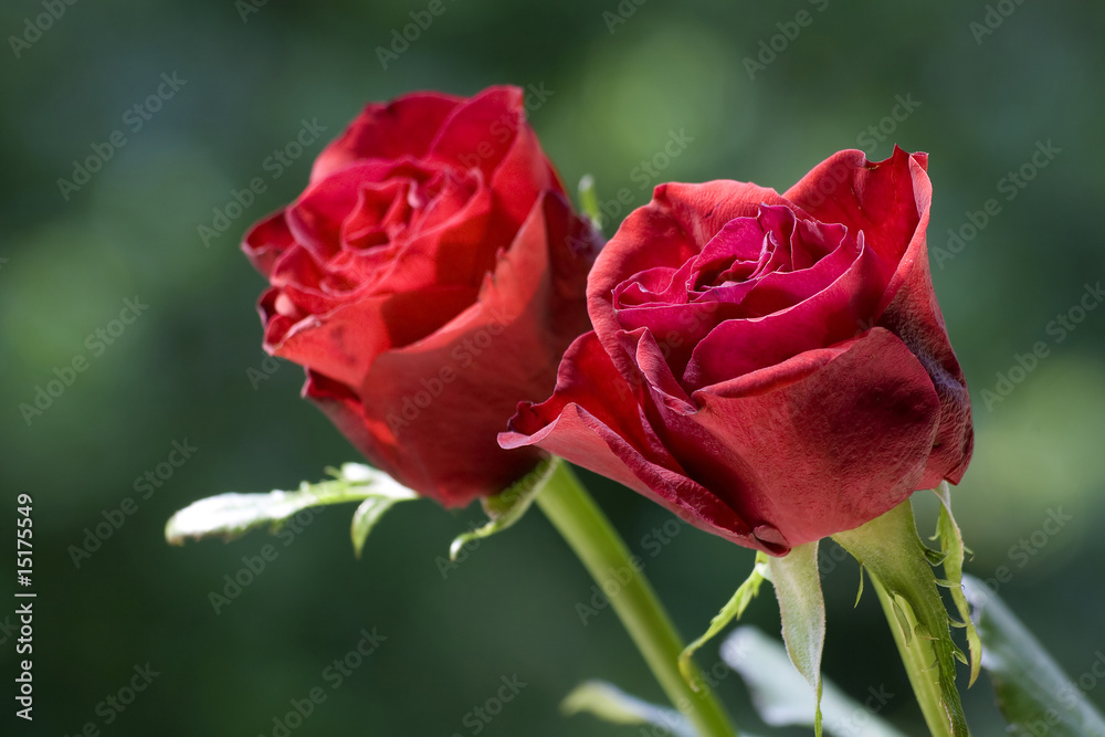 red roses red roses