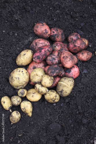 First Harvest Potatoes