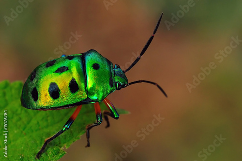 Jewel Bug