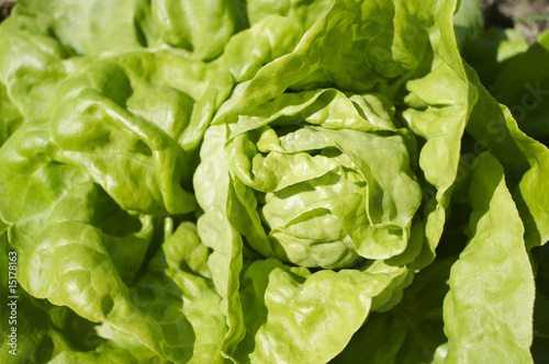 Stock photo of Lactuca sativa