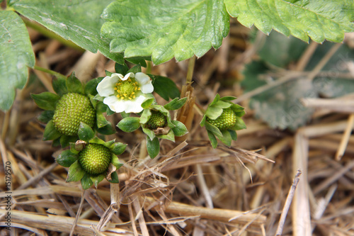 rustic strawberry blossom with unripe fruits in a natural light