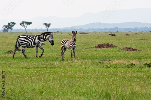 Baby Zebra with Mother