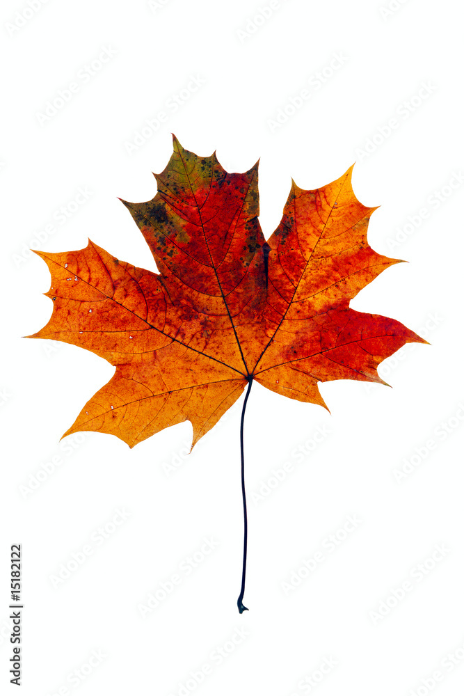 maple leaf maple leaf