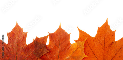 maple leaf