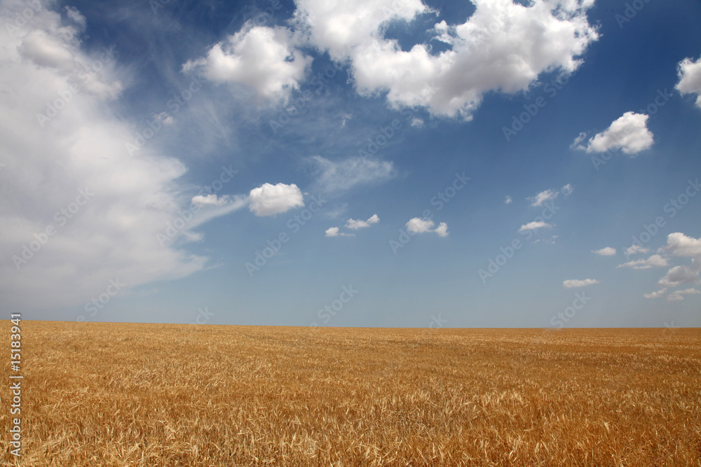wheat field wheat field