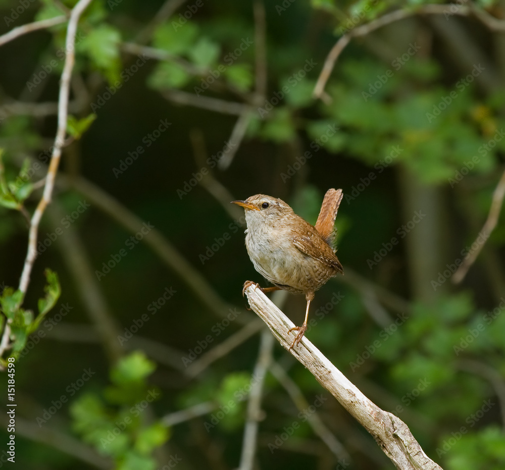 Fototapeta premium Winter Wren