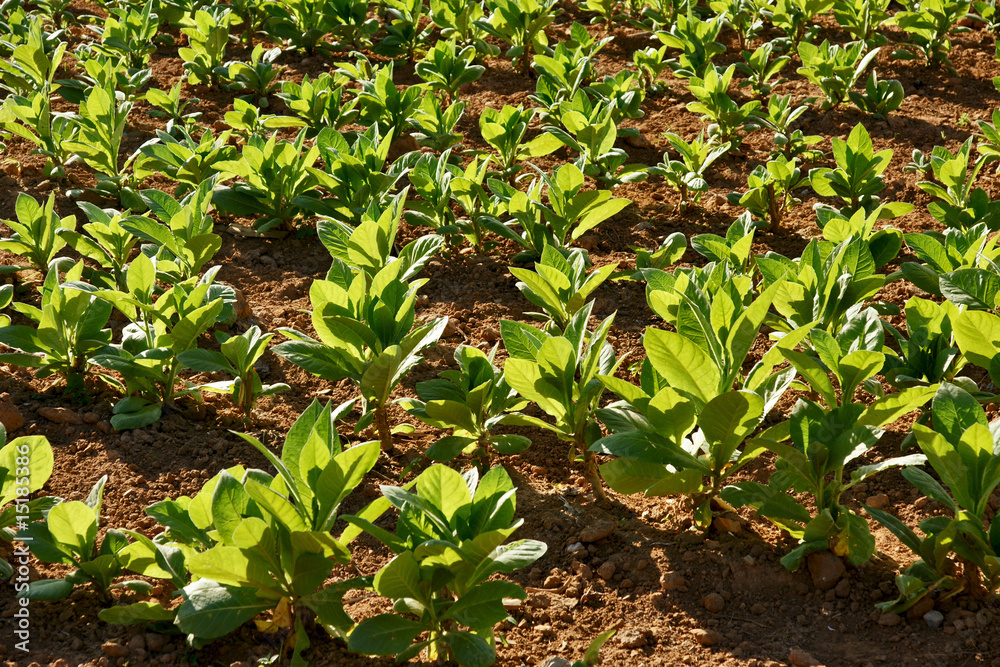 Tobacco plants Tobacco plants