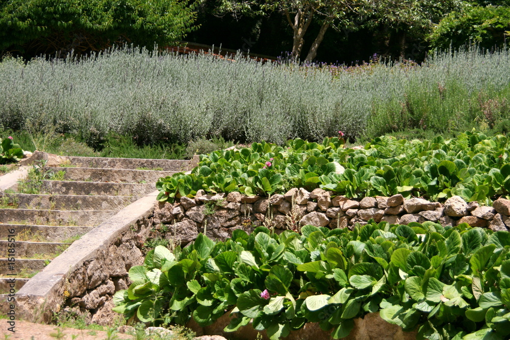 allée du jardin allée du jardin