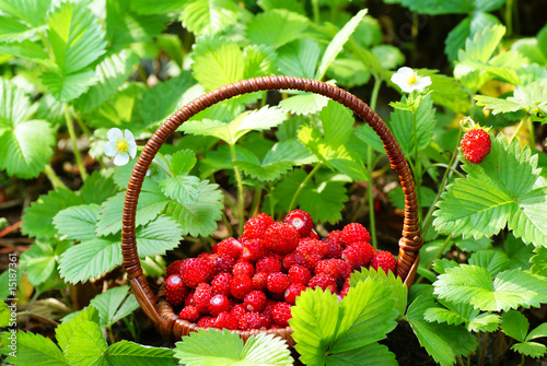 Картината върху платно wild strawberry