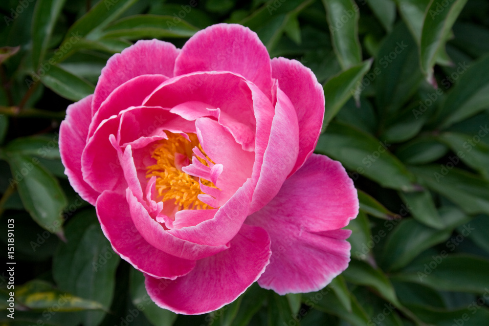 Peony