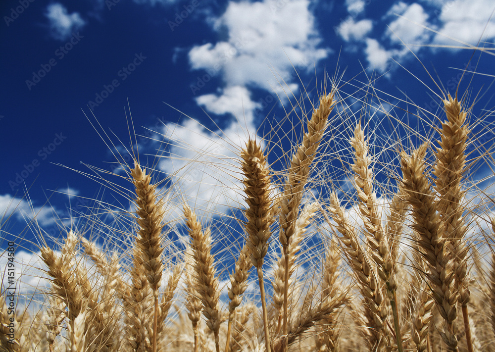 Fototapeta premium Wheat