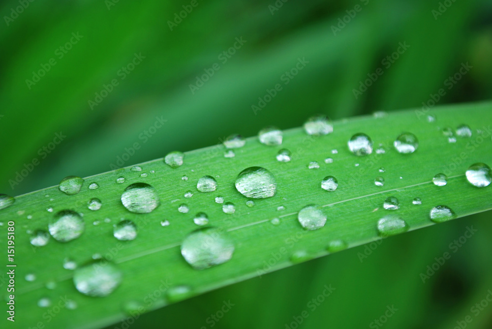 macro of dew drops macro of dew drops