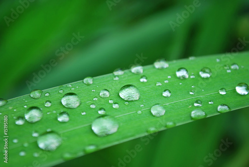 macro of dew drops