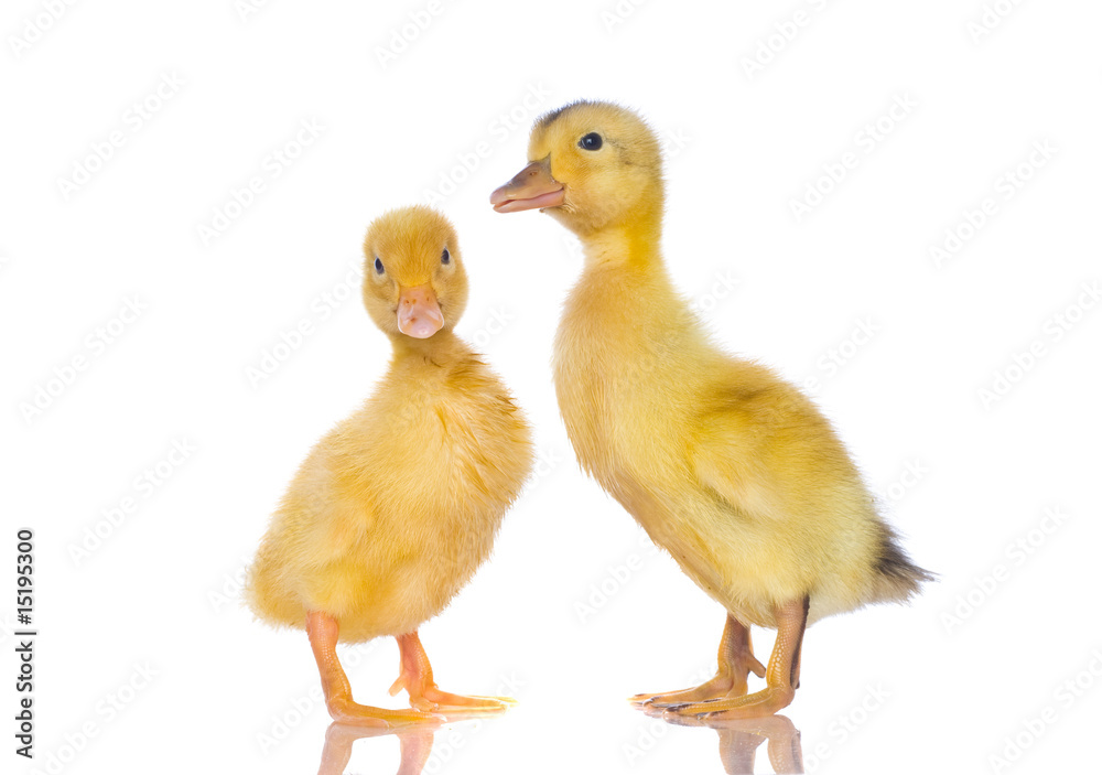 yellow ducklings