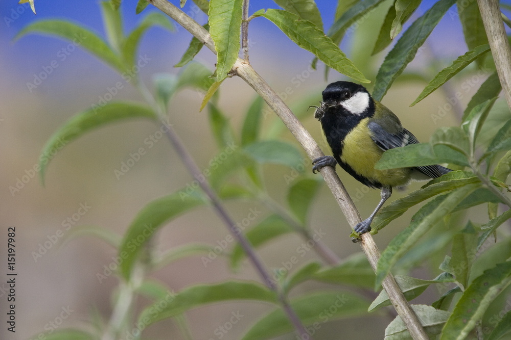 Obraz premium Kohlmeise