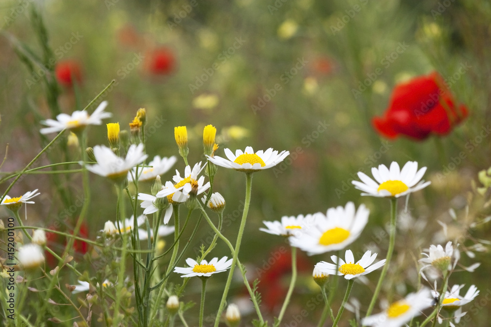 Fototapeta premium White flowers