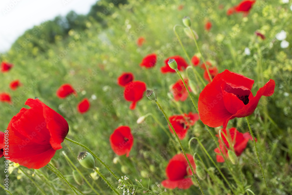 Fototapeta premium Poppies