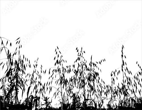 Field under of  grass and cereals