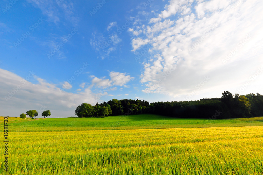 A wheat field in early summer A wheat field in early summer