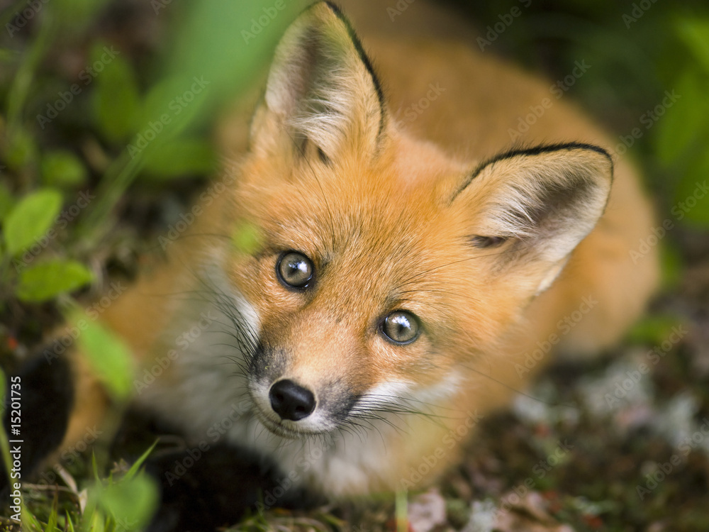 mammal red fox C mammal red fox C