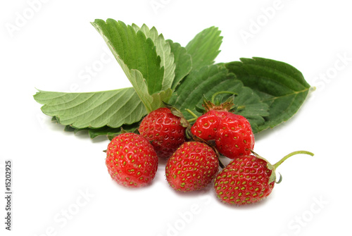 Wild strawberries with leaves
