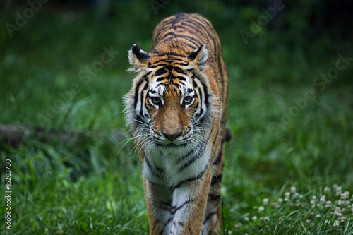 Fototapeta Naklejka Na Ścianę i Meble -  Tiger Walking