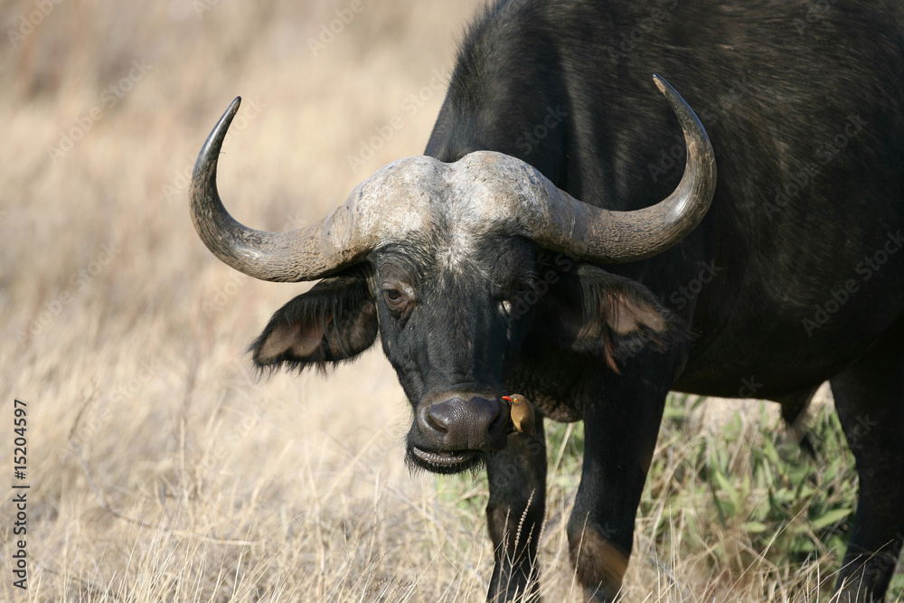 Obraz premium Cape Buffalo