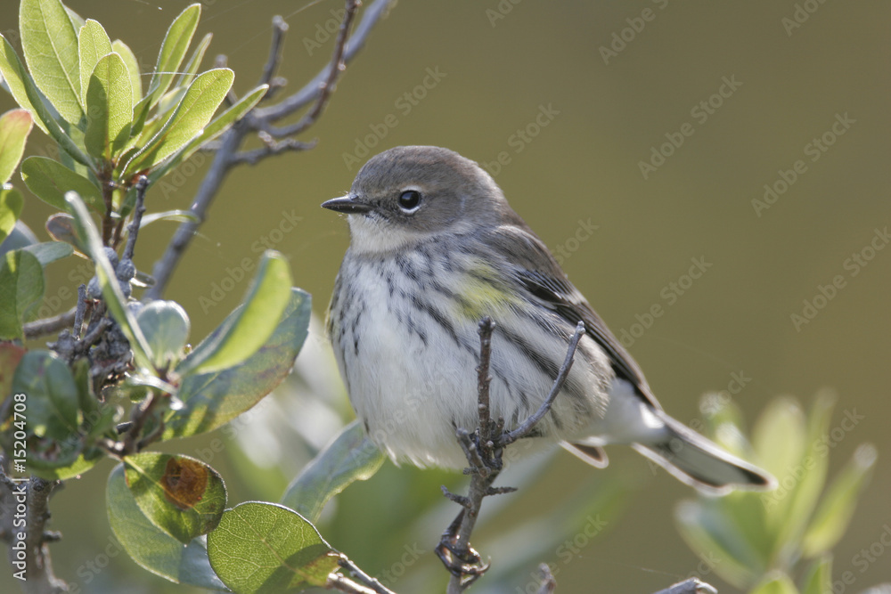 Young Yellow-rumped Warbler