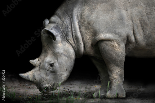 Rhinoceros Bending Down To Eat