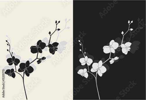 Beautiful orchid with shadow, duotone vector illustration photo