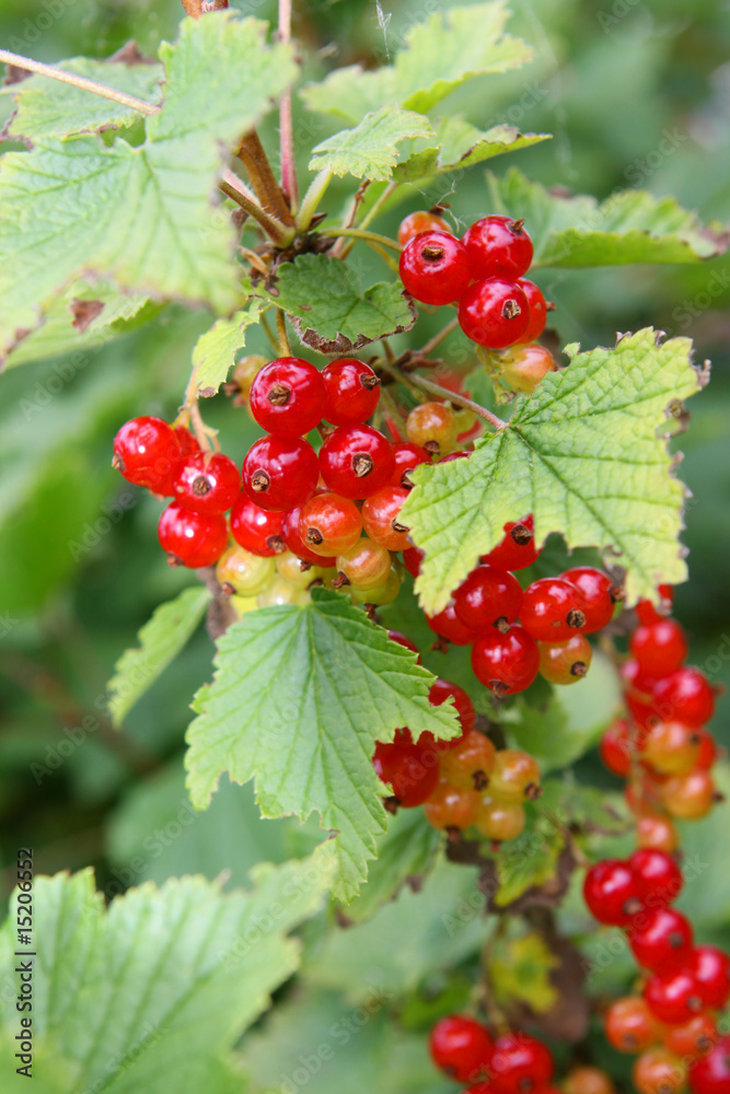 Rote Johannesbeeren Rote Johannesbeeren