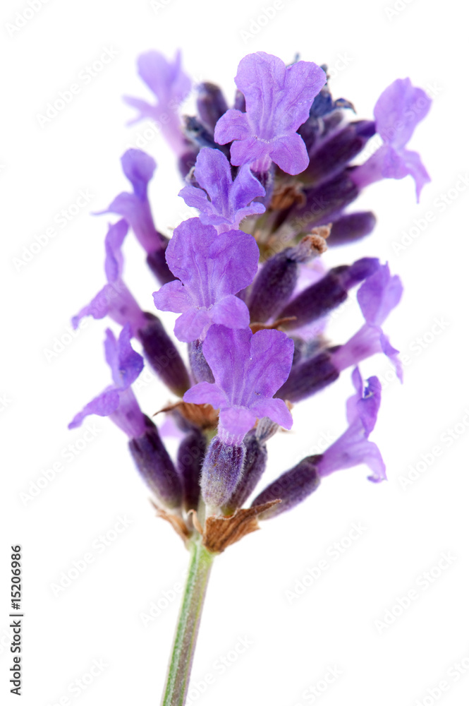 Naklejka premium Lavender