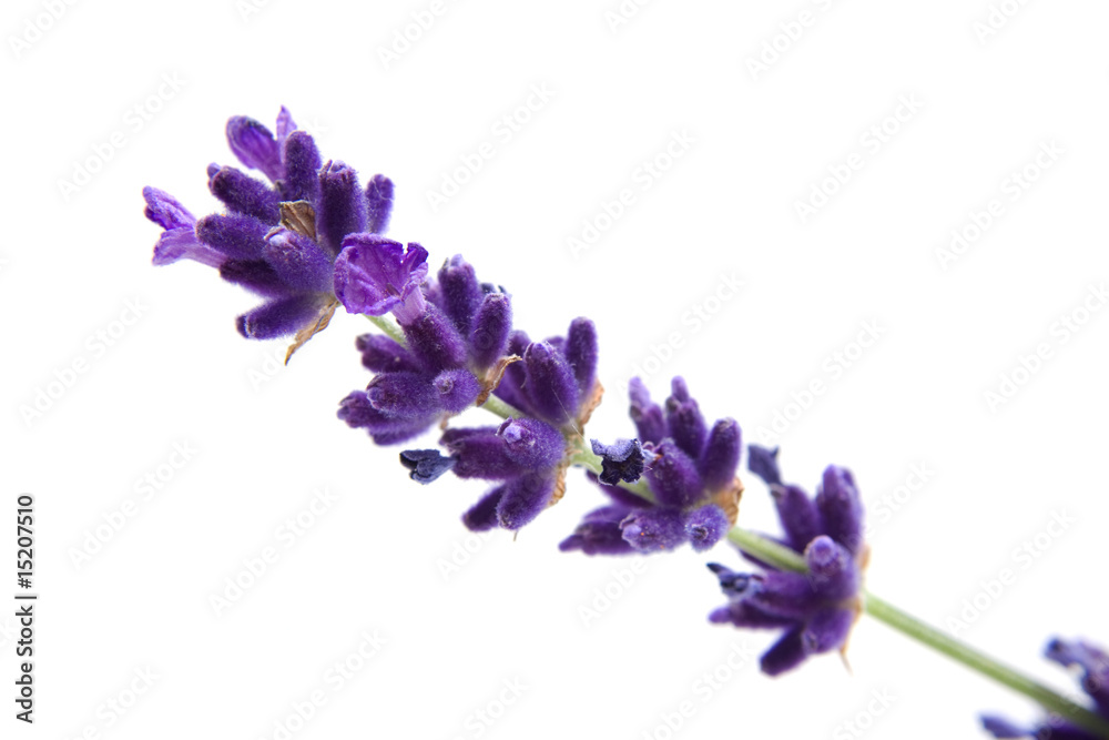 Obraz premium macro view of lavender on white background