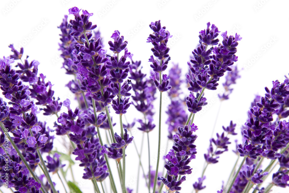 Naklejka premium macro view of lavender on white background