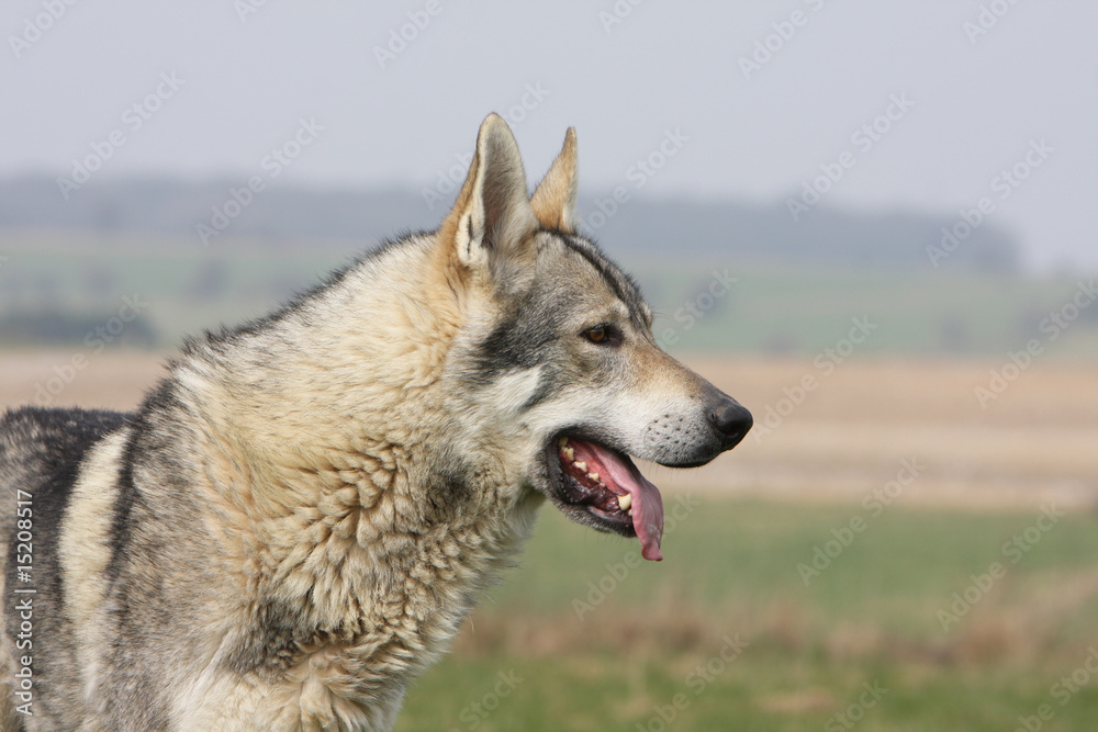 portrait d'un chien loup tchèque debout de profil dans l'herbe portrait d'un chien loup tchèque debout de profil dans l'herbe