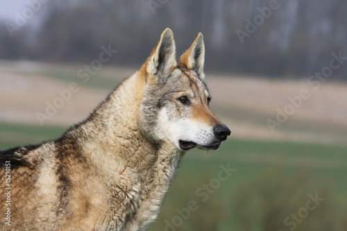 portrait d'un chien loup tchèque de profil - regard perçant © Dogs