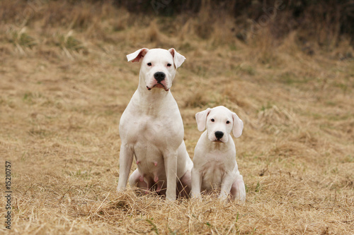 Obraz na płótnie mère et chiot dogue d' argentine assis côte à côte dans l'herbe w salonie